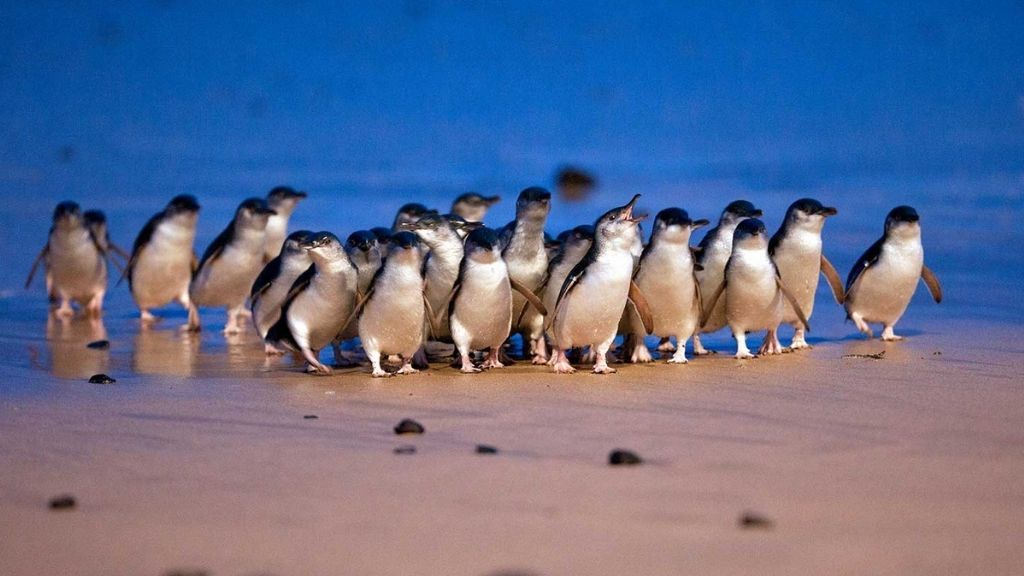 Adelie Penguin - The Australian Museum