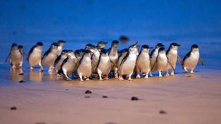 photo of little penguins marching onto phillip island from the water