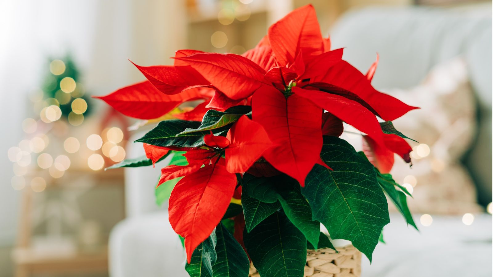 People Are Using Ice Cubes as a Low-Effort Poinsettia Watering Hack – But There’s 1 Warning to Know Before Trying It