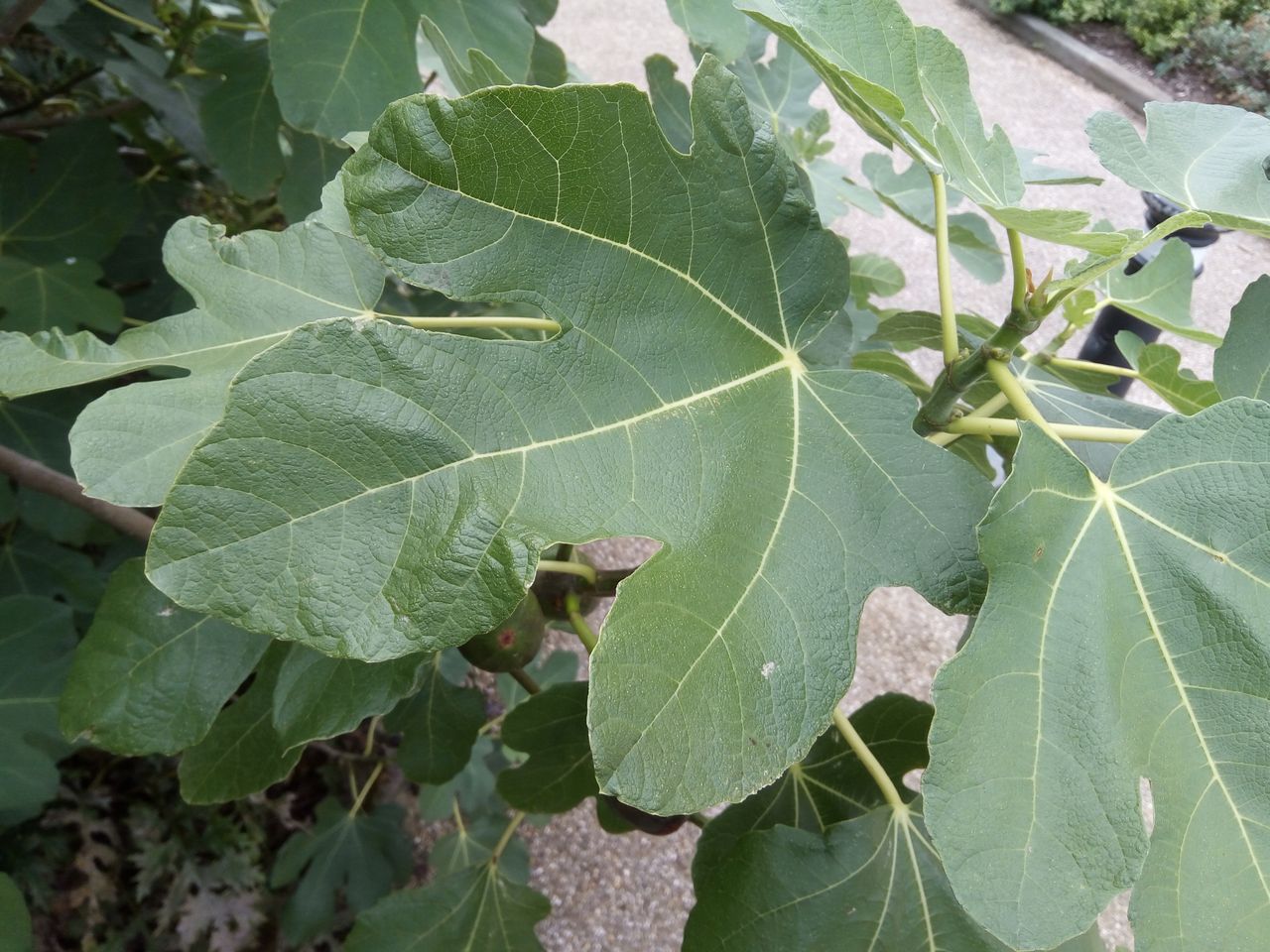Nice detail on this leaf