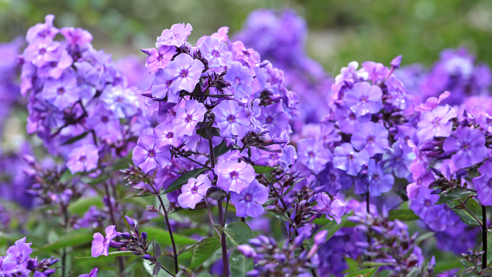 Purple garden phlox in bloom
