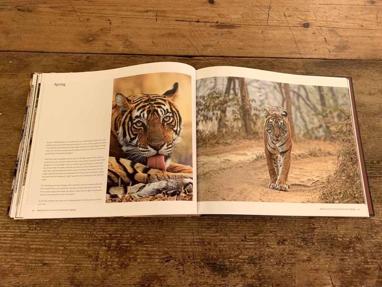 Photograph of pages 98-99 of Noor Queen of Ranthambhore by Andy Rouse