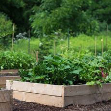wooden raised bed vegetable garden