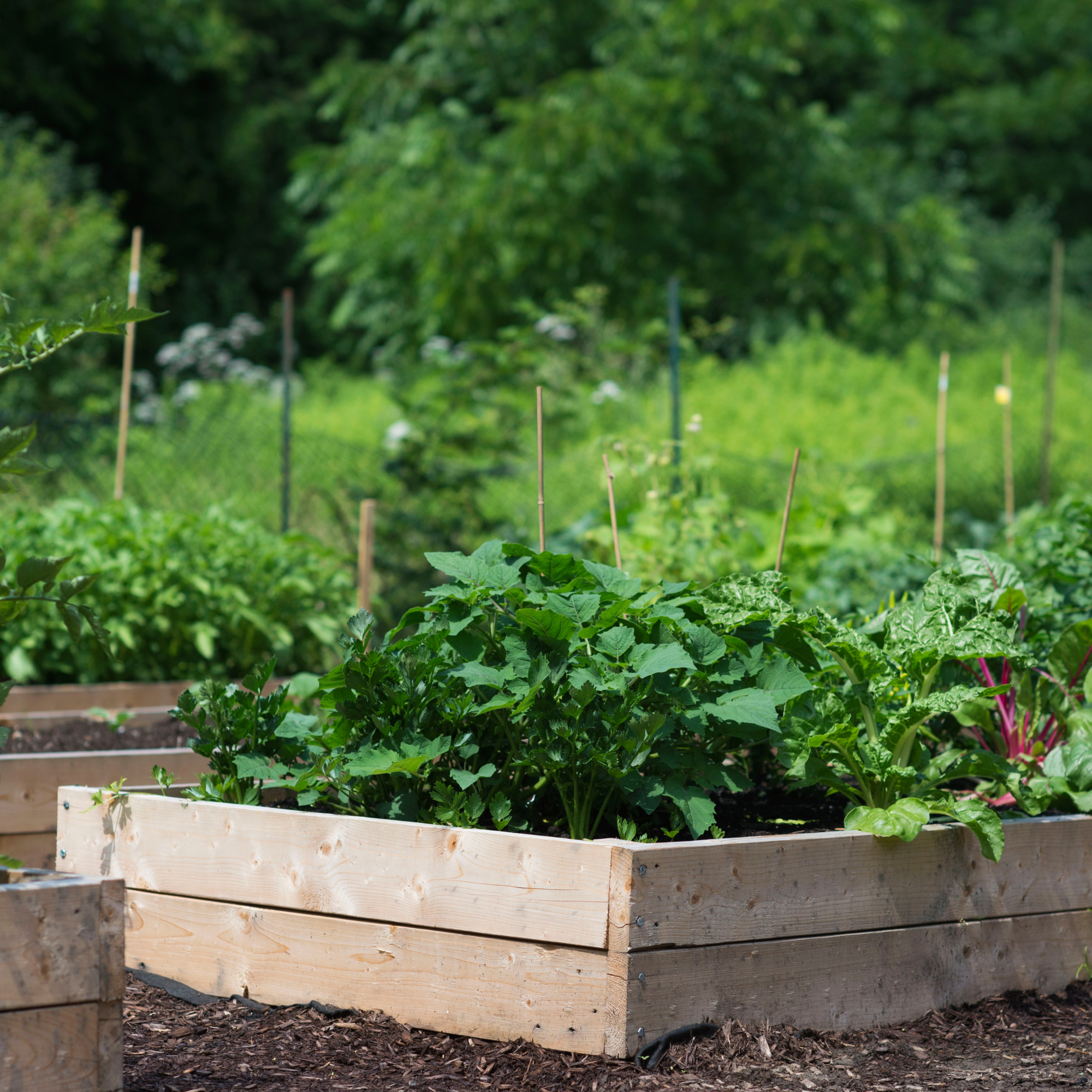 wooden raised bed vegetable garden