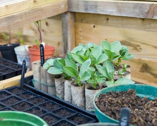 Broad bean seedlings in cold frame