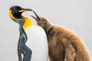 When observing King Penguins, I was struck by how their behaviour sometimes resembles that of humans. This juvenile constantly begged until the annoyed adult walked away. However, the fact that the juvenile was more massive than the adult suggests good parenting overall.