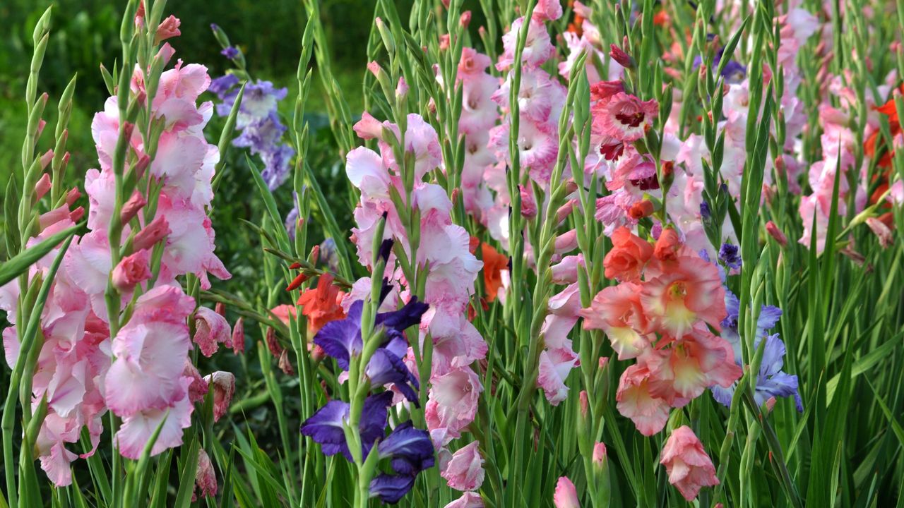 Gladioli growing in the garden