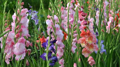 Pink gladioli in the garden