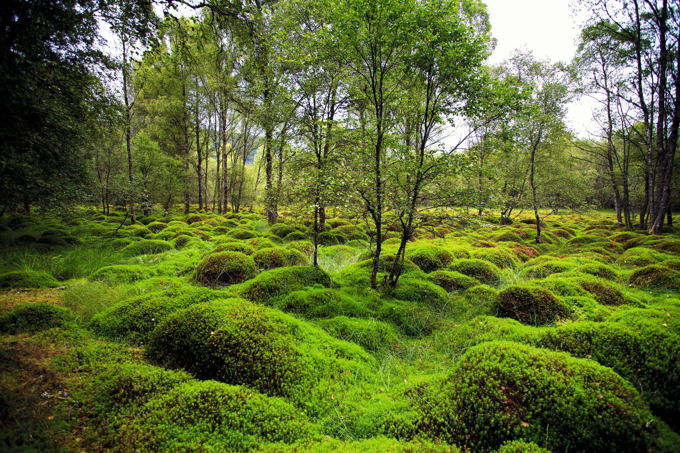 A lush, green carpet of sphagnum moss gives this glen near Stirling an otherwordly look.