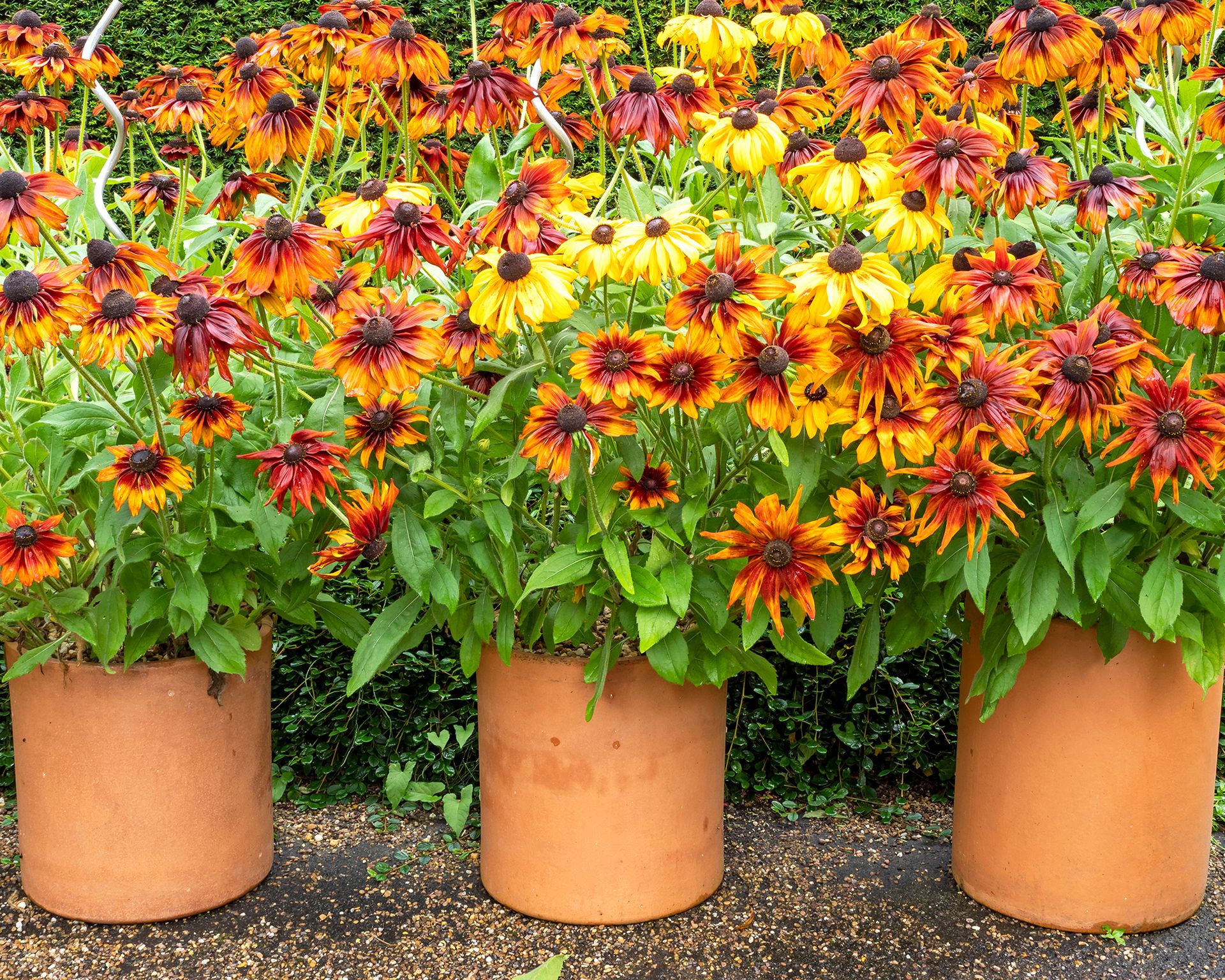 Black-eyed susan planted in pots