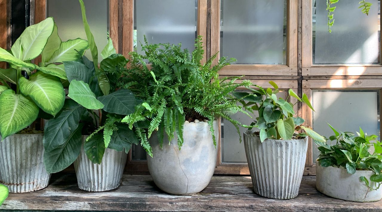 row of plants on a window sill