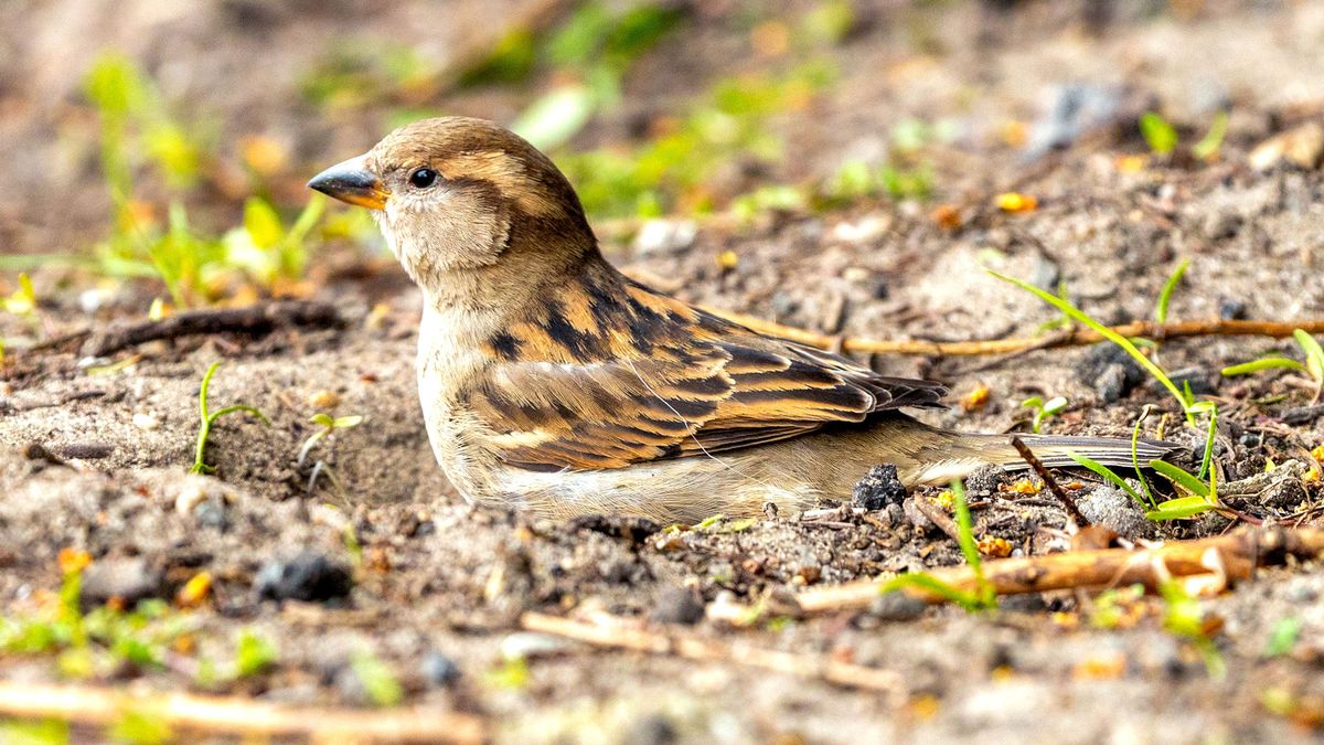 Sorry, Birdbaths – Dust is In! Your Birds Need More Than Water to Keep Them Happy and Healthy This Spring