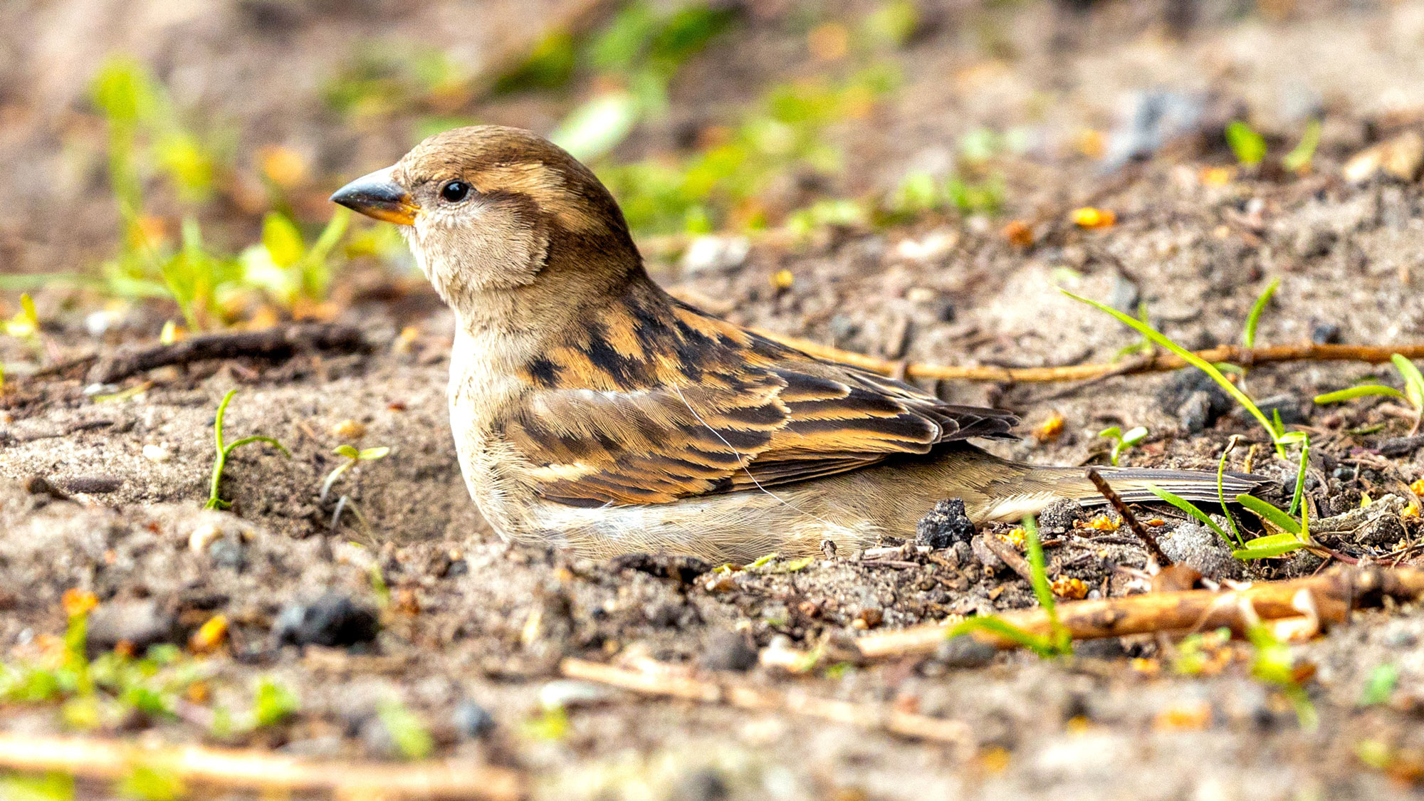little sparrow bathing in sandy soil