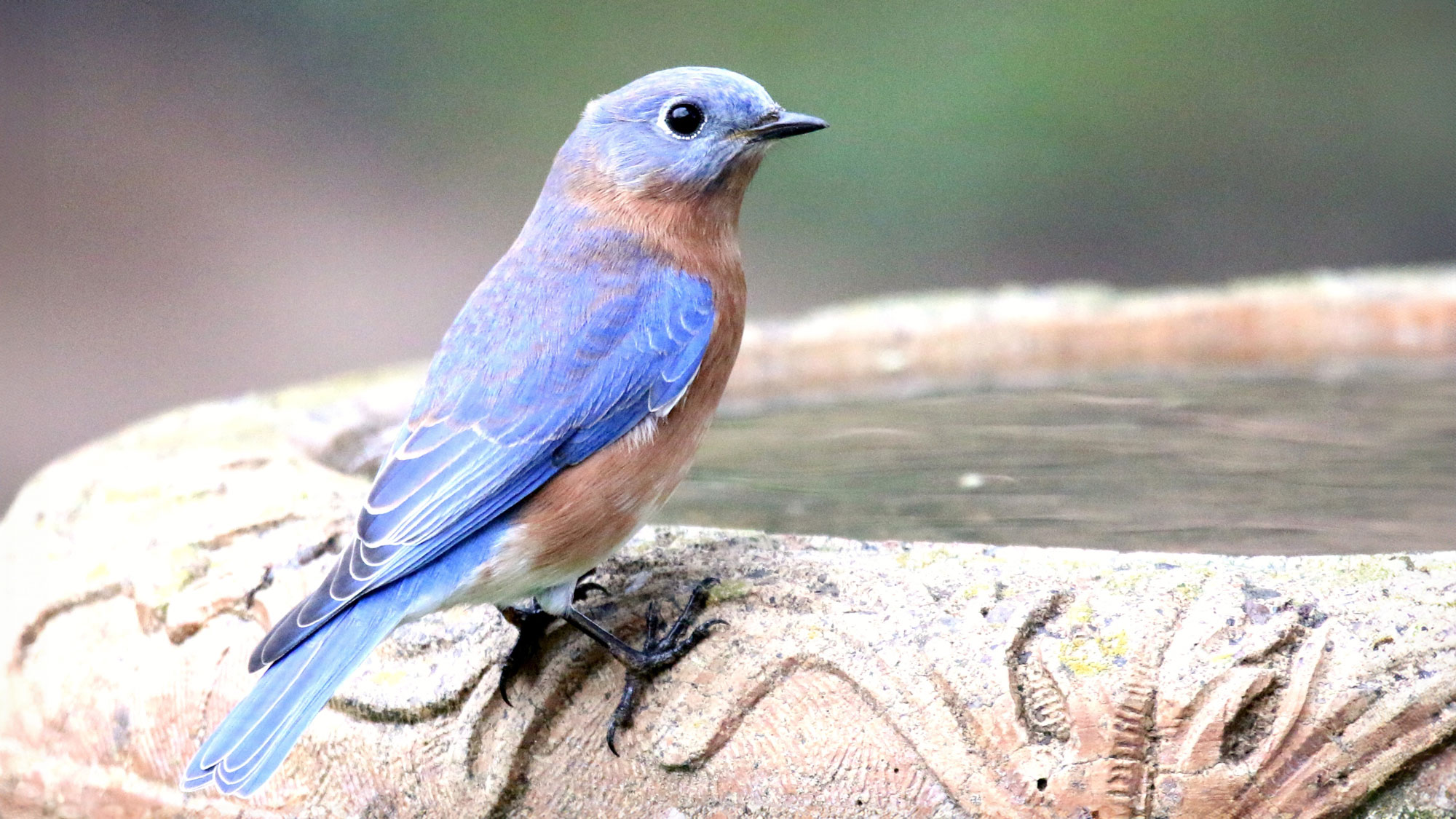 bluebird sitting on stone bird bath filled with water