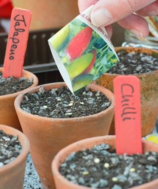 Sowing chili seeds into pots of compost