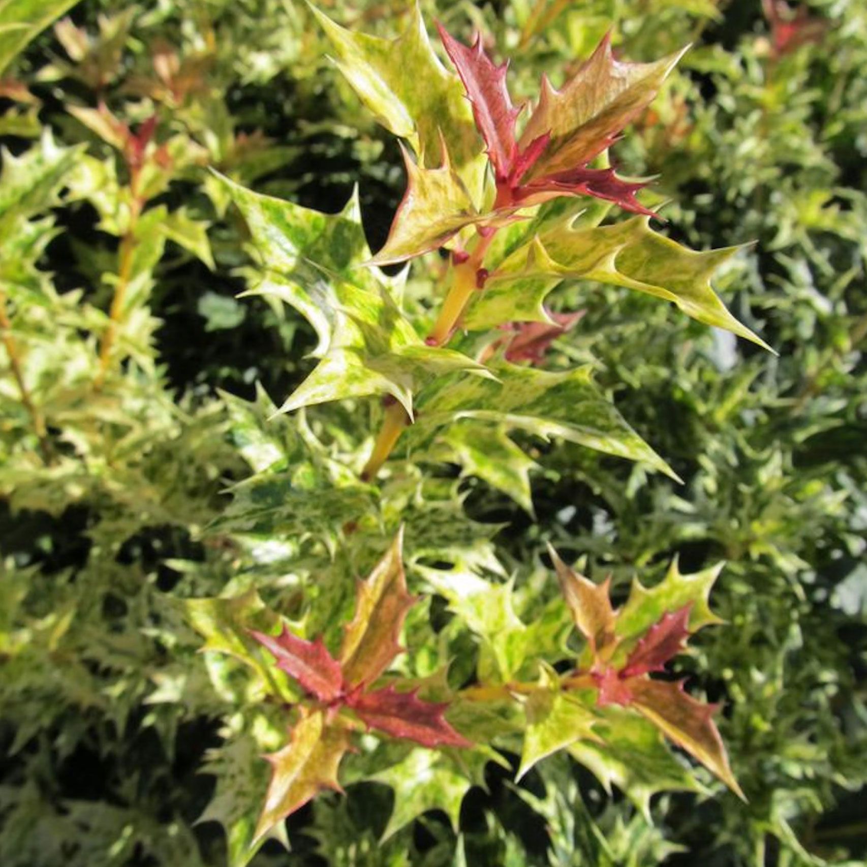 Rustic Holly 6 Types Of Holly To Grow For A Holly Jolly Holiday Display | Gardening ...