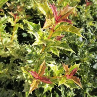 Goshiki false holly growing in garden