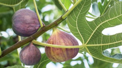 Three purple figs are ripening on a branch