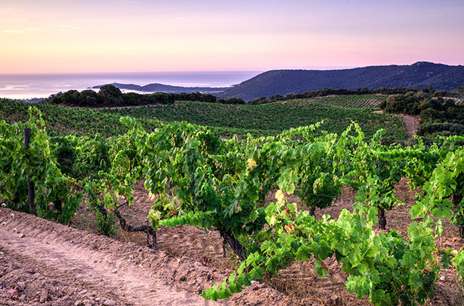 Corsica wineries