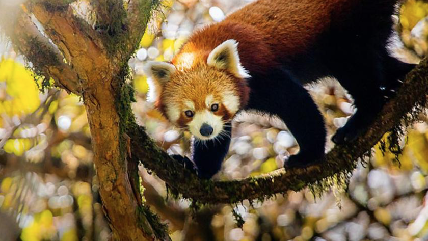 A red panda as seen on David Attenborough&#039;s &#039;Asia&#039; documentary