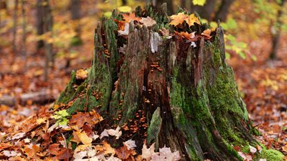 how to remove a tree stump