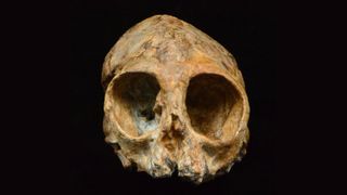 Alesi, the skull of the extinct ape species.