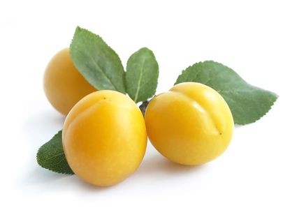 What Is A Mirabelle Plum - Growing Mirabelles In The Garden