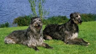 two Scottish deerhounds lie in the grass in front of a lake