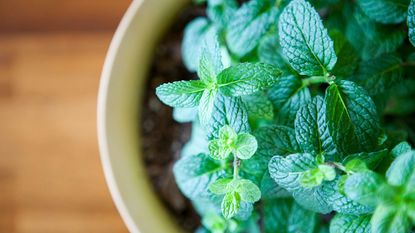 fresh potted mint plant 