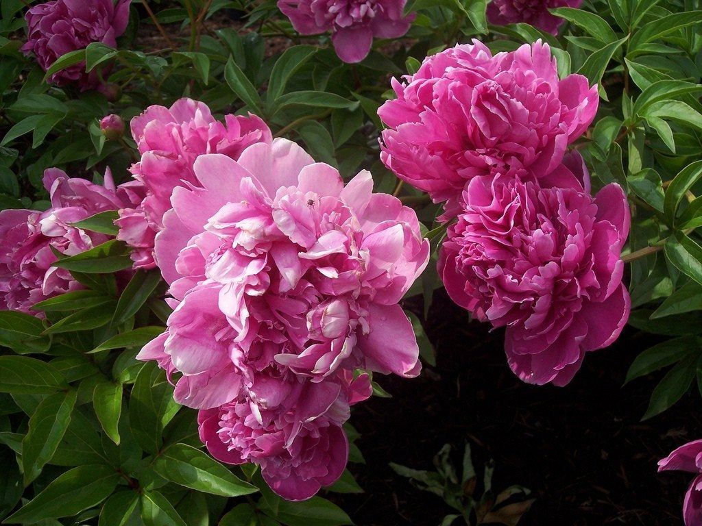 Pink Peonies