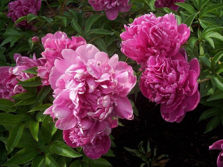 Propagating Peony Plants - How To Divide Peonies | Gardening Know How