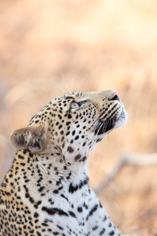 A leopard looking upward