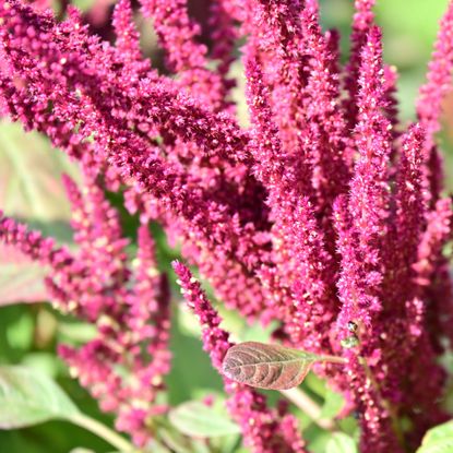 amaranthus plant with detail of rich red grain heads