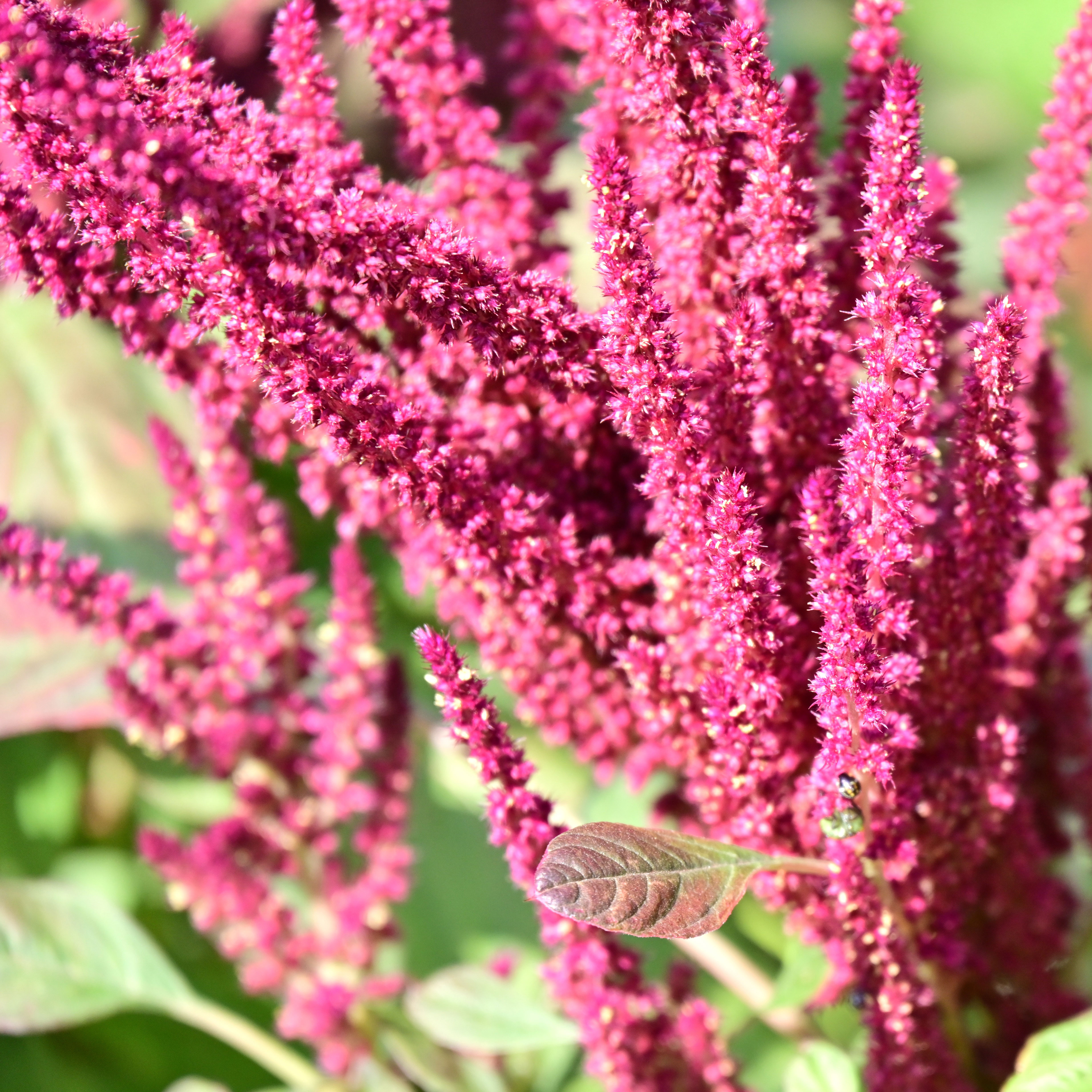 amaranthus plant with detail of rich red grain heads