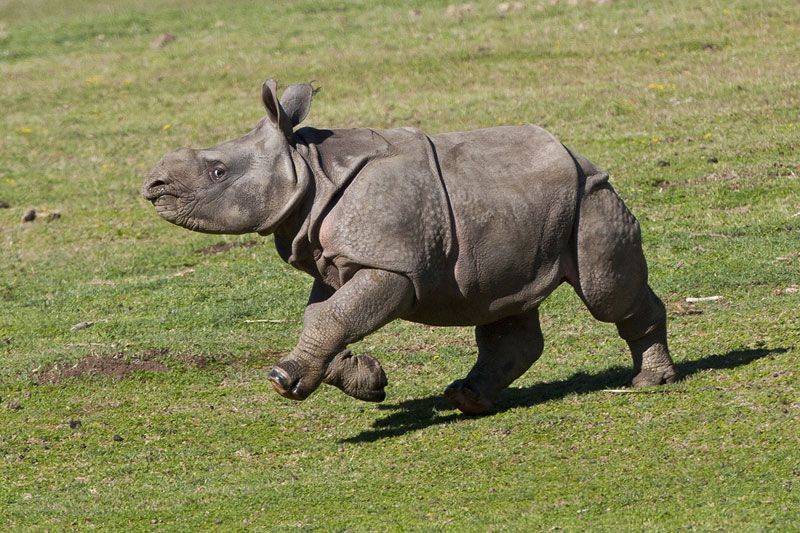 Rhino Calf Charlees enjoys galloping around her home at the San Diego Safari Park