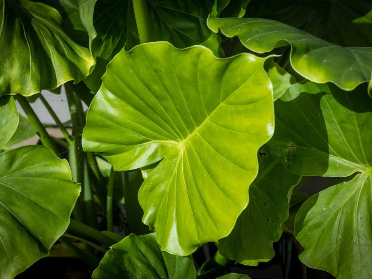 Large Elephant Ear Plants