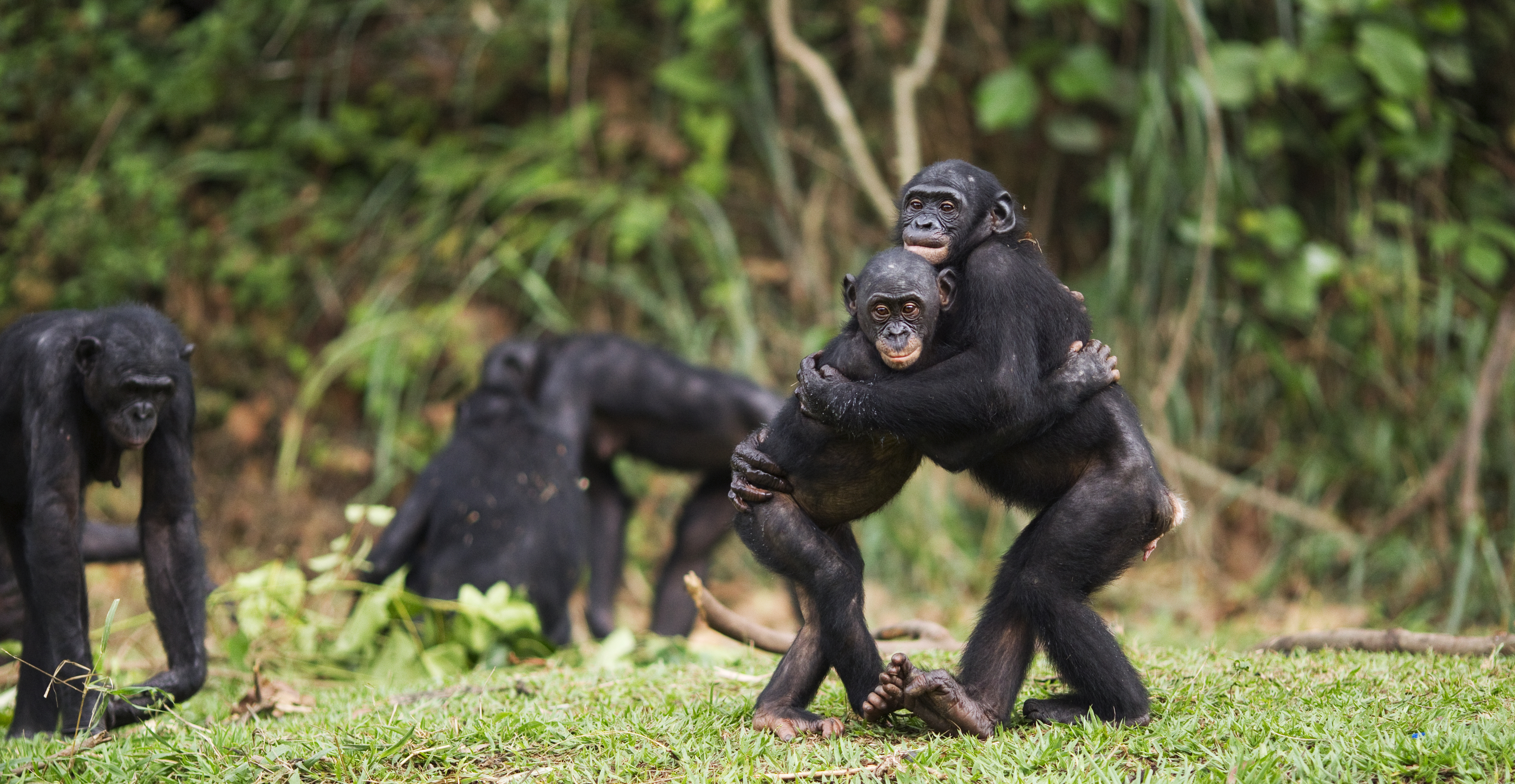 Five bonobos in the forest, with two hugging