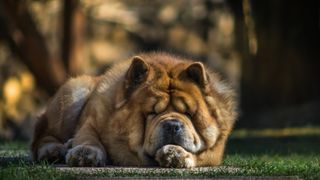 Chow chow lying down