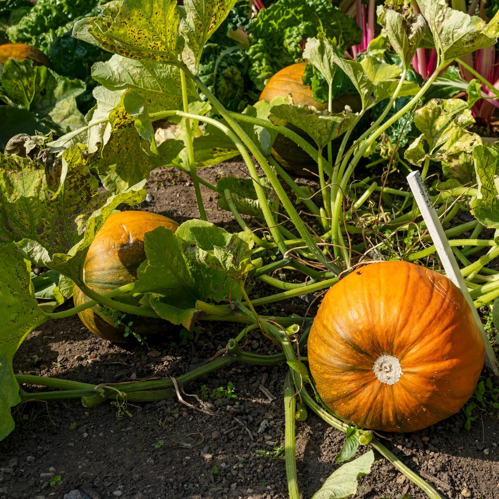 Why is my pumpkin not growing? It might be your own mistake Ideal Home