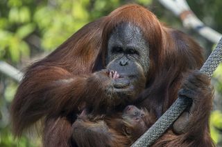 Orangutan Indah holds her two-week-old baby girl, born on Oct. 25, 2013, at the San Diego Zoo.