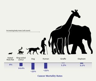 a chart showing different species and their mortality rate, with humans and dogs having the highest rates