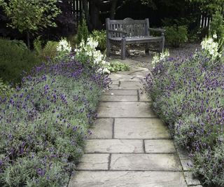 A stone path, flanked on both sides with flowering lavender, leading to a garden bench