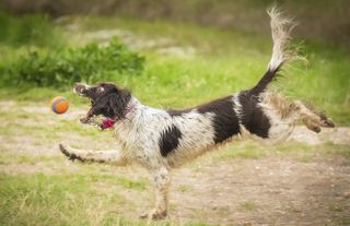 Comedy Pet Photography Awards 2021