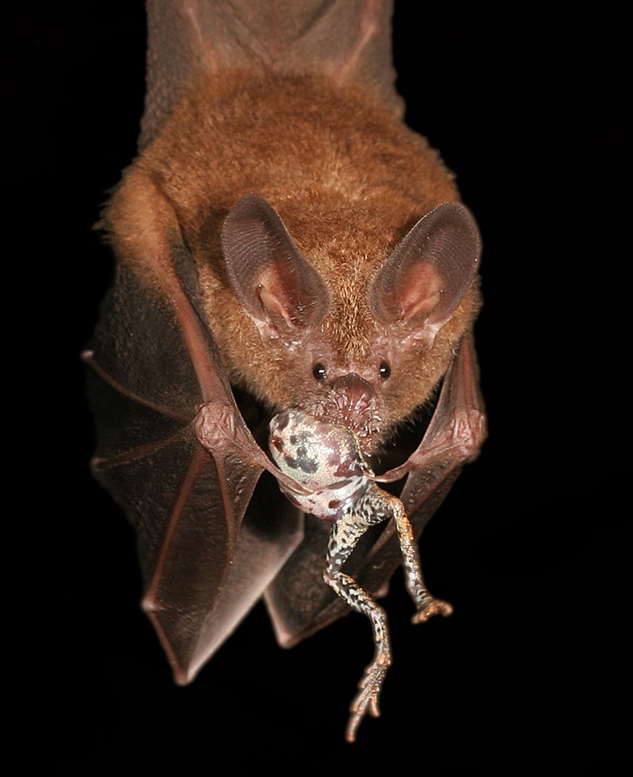 A bat locates its dinner by tuning into a frog&rsquo;s mating call.