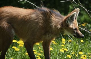 Maned wolf in profile.