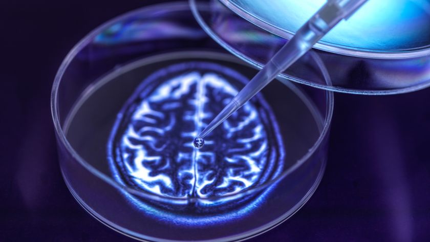 Conceptual image of brain organoids. Glowing outline of a human brain in the center of a petri dish.