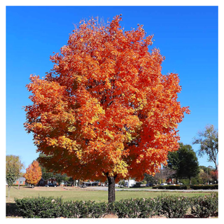 A sugar maple tree