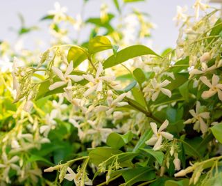 star jasmine flowers