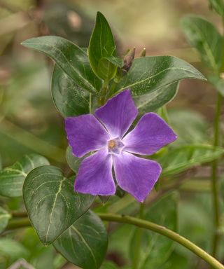 purple flowers of common periwinkle, also known as vinca minor