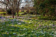 Crocus tommasinianus, snowdrops and Cyclamen coum have spread throughout the Wild Garden — The Wild Garden at Doddington Hall, Lincolnshire. ©Clive Nichols